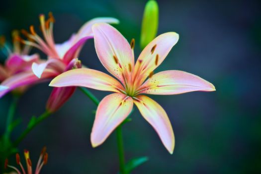 beautiful pink lilies in garden, close up