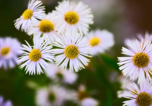 erigeron alpinus flowers in garden at summer