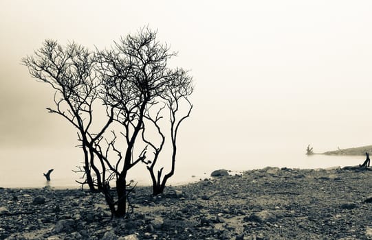 dead trees at the edge of volcanic crater lake of Kawah Putih, Bandung Indonesia in splitted tone