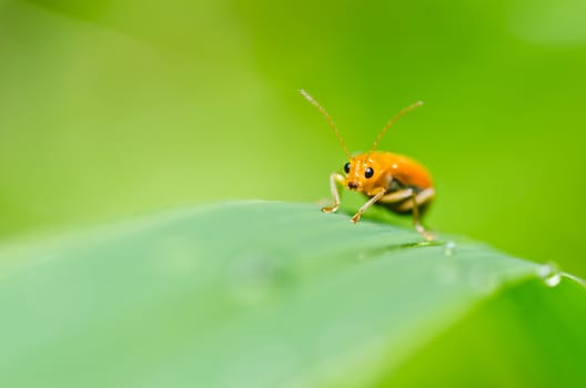orange beetle in green nature or the garden