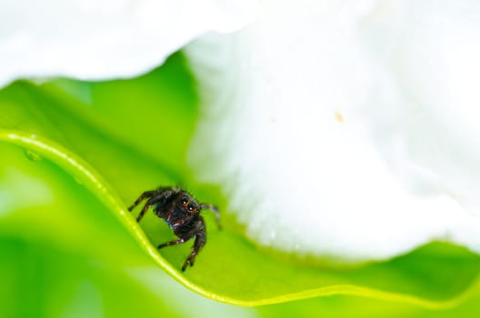 jumping spider in green nature or in the garden