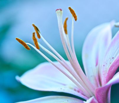 macro stamen violet lily on blue background