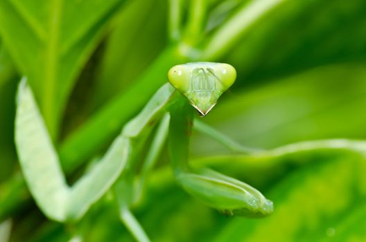 mantis in green nature or in garden