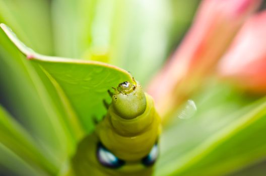 mantis in green nature or in garden