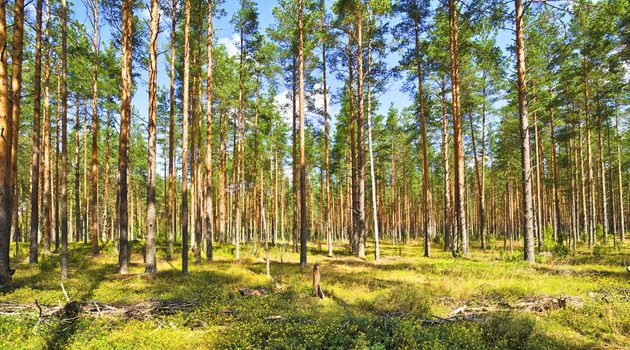 beautiful pine forest at sunny summer day