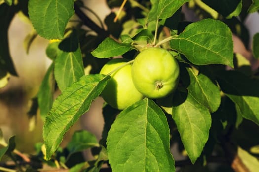 ripe green apple on branch at summer day