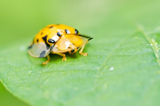 orange beetle in green nature or the garden