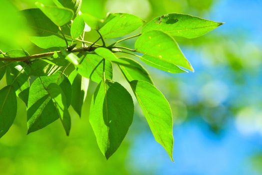 green summer leaves against blue sky, little dof