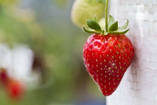 ripe strawberry close up in the farm with bokeh background