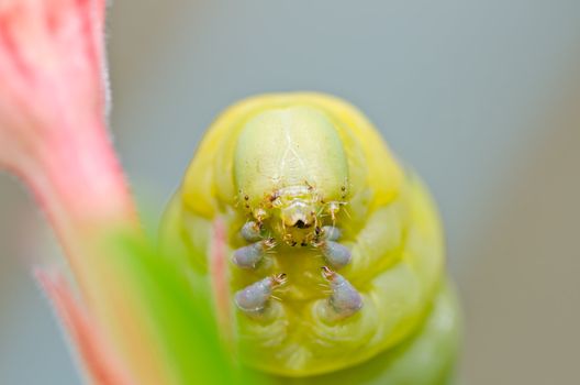 worm in green nature or in the garden