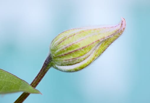 green flower bud close up, little depth of field