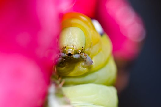 worm in green nature or in the garden