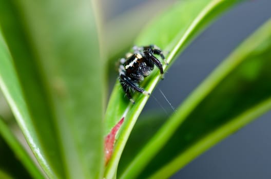 jumping spider in green nature or in the garden