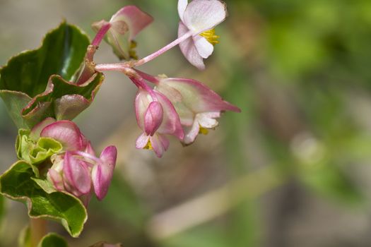 pink wild flower under the morning sun with blurry background