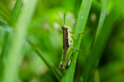 grasshopper in green nature or in the garden