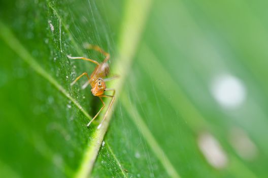 spider in nature or in the garden