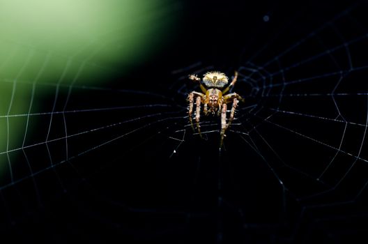 spider in nature or in the garden