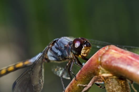 dragonfly in garden or in green nature