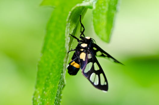 butterfly in green nature or in the garden