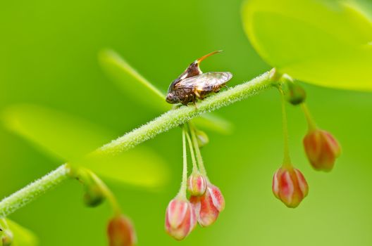 Aphid insect in green nature or in the garden