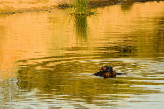 Hippopotamus (Hippopotamus amphibius) sleeping in a golden sunset, Tsendze River, Kruger National Park, South Africa.