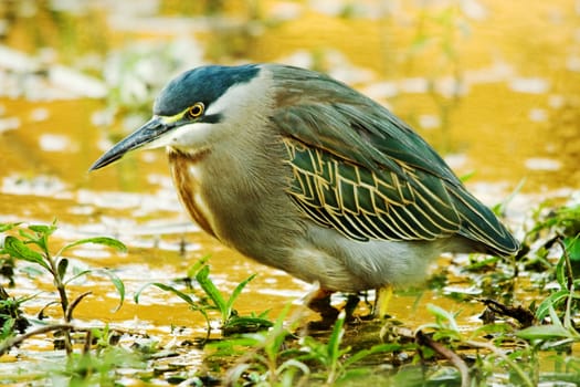 Green-backed Heron (Butorides striata) hunting for a late snack in the Tsendze river, Kruger National Park, South Africa.