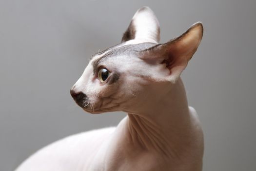 Young cat sphynx on a gray background