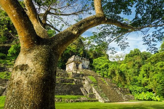 A temple in the ruined Mayan city of Palenque framed by a tree in Mexico