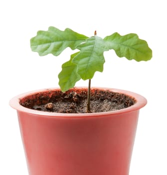 young plant isolated on the white background.