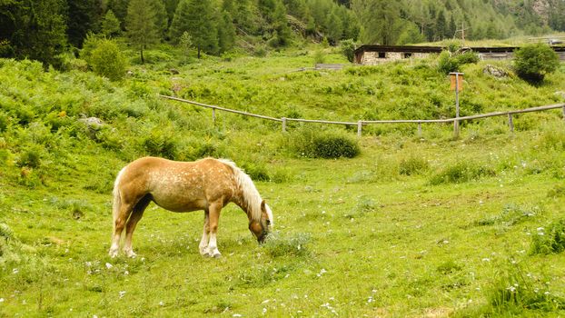 A brown horse in a pasture in the Italian Alps