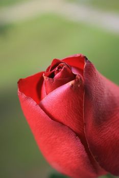 Close up of a red rose.