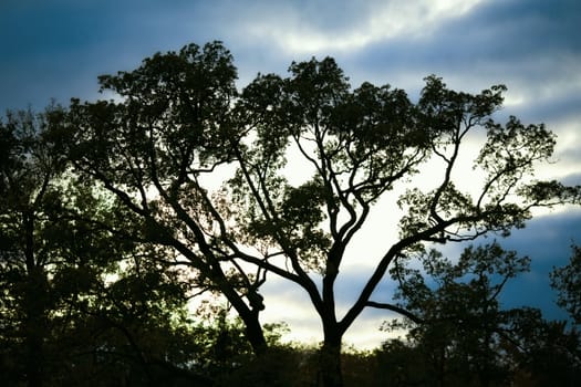 big tree silhouette against night dark sky