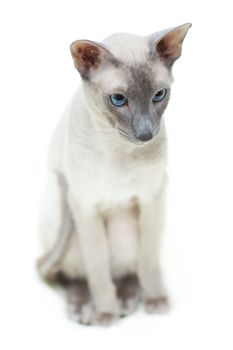 cute hairless oriental cat sitting on floor, peterbald