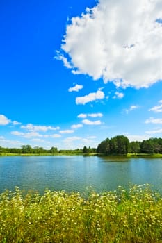 summer landscape with lake and yellow flowers