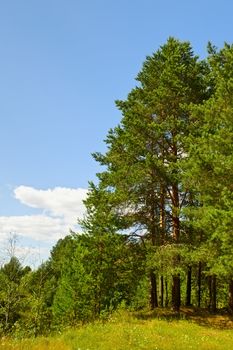 beautiful pine forest at sunny summer day