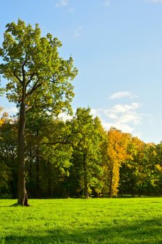 park with green meadow at early autumn