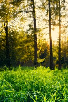 beautiful pine forest at sunny summer morning