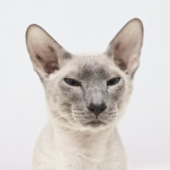 cute hairless oriental cat close up, peterbald
