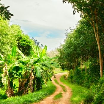 gound road in jungle at summer day, Thailand