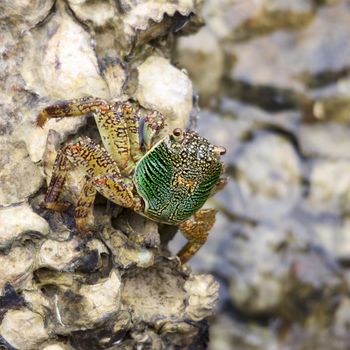 green crab sitting on stone, close up