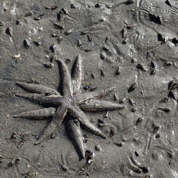 two starfishes on seabed in shallow water