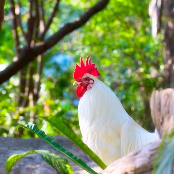 brightly colored cockerel in a field in springtime