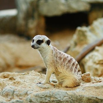 small grey suricate sitting on a sand