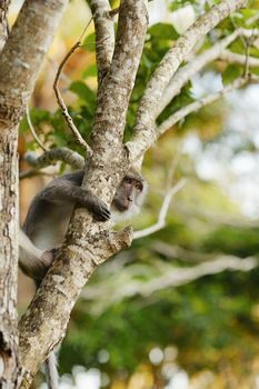 macaque monkey sitting on tree at summer day