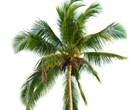green coconut palm isolated on white background