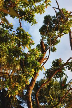 green jungle at summer day in Thailand