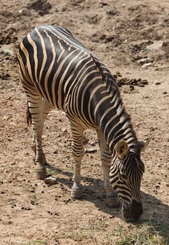 zebra eating in Bangkok Dusit Zoo, Thailand