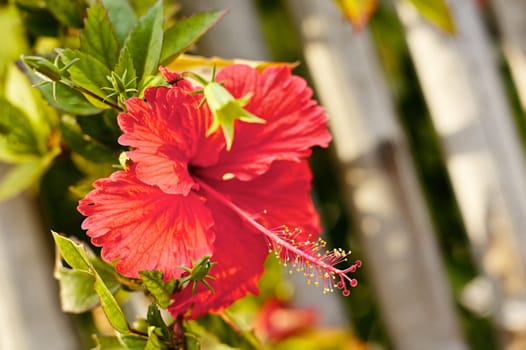 red hibiscus tropical flower, at sunny day