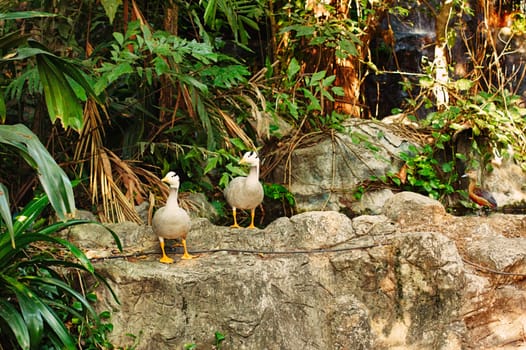 two grey ducks standing on a stone