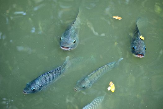 funny fishes with opened mouth looking from water